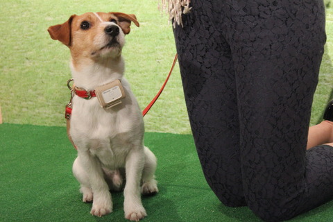 petfit_06